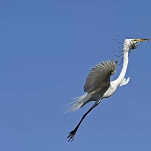 Great Egret Ardea alba carrying nest material St Augustine Florida USA
