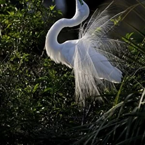 Great Egret Ardea alba displaying at nest St Augustine Florida USA