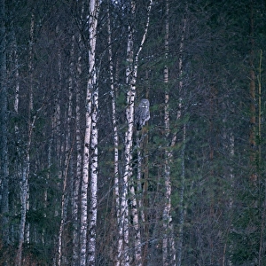 Great Grey Owl, Strix nebulosa, hunting in winter, Finland