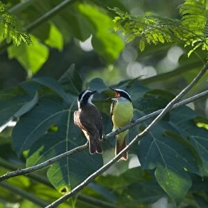 Great Kiskadee Pitangus sulphuratus La Selva Costa Rica