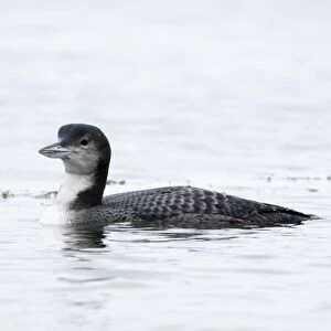 Great Northern Diver (Common Loon) Gavia immer in winter plumage at Whitlingham Country