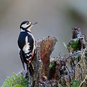Great spotted Woodpecker Dendrocopos major Norfolk November