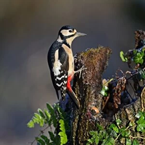 Great spotted Woodpecker Dendrocopos major Norfolk November