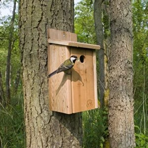 Great Tit Parus major bringing caterpillar to nest box in woodland Norfolk April