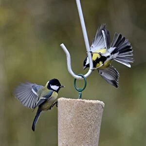 Great Tit Parus major showing aggression at fat feeder in garden Norfolk UK