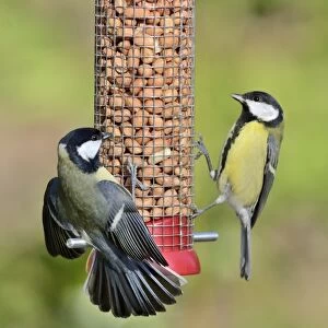 Great Tit Parus major showing aggression on nut feeder in garden Norfolk UK