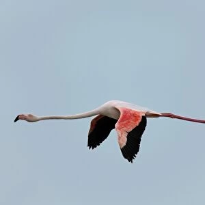 Greater Flamingo, Camargue, France, April