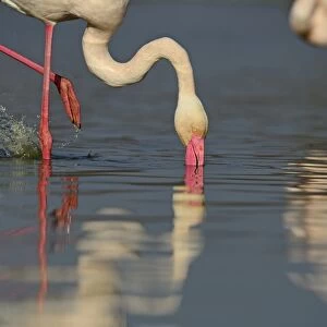 Greater Flamingo Phoenicopterus roseus feeding on algae Camargue France