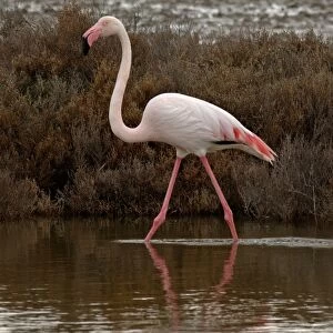Greater Flamingo Phoenicopterus ruber Camargue France April