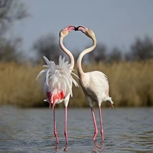 Greater Flamingos Phoenicopterus roseus two males sparring in spring Camargue France