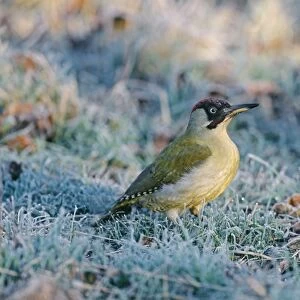 Green Woodpecker, Picus viridis, on frosty morning, UK, winter