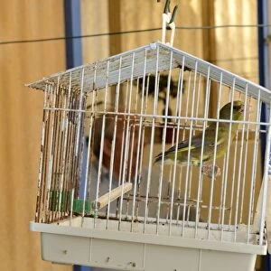 Greenfinch Carduelis chloris singing in cage Malta