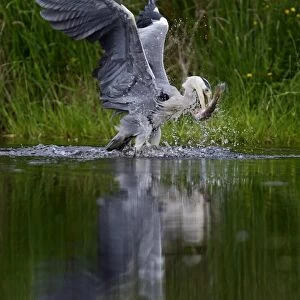 Grey Heron Ardea cinerea with large rainbow trout Scotland July