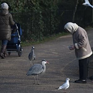 Grey Heron Ardea cinerea Regents Park Central London winter