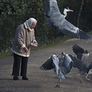 Grey Heron Ardea cinerea Regents Park Central London winter