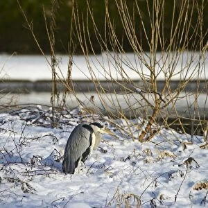 Grey Heron Ardea cinerea standing on snowy river bank Dumfries Scotland winter