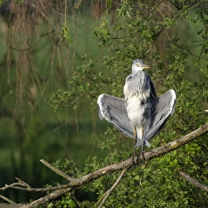 Grey Heron Ardea cinerea sunning immature Kent spring