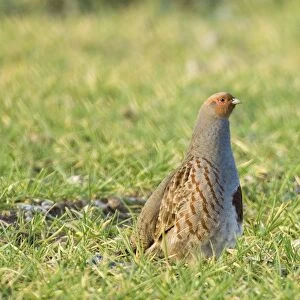 Grey Partridge Perdix perdix on arable farmland Norfolk winter