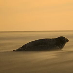 Grey Seal Halichoerus grypus on beach Blakeney Point Norfolk November