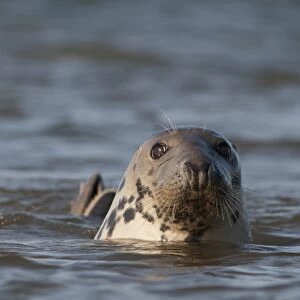 Grey Seal Halichoerus grypus Blakeney Point Norfolk autumn