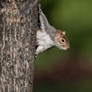 Grey Squirrel Sciurius carlinensis Regents Park London
