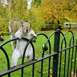 Grey Squirrel in St James Park, London, UK