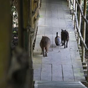 Grey-winged Trumpeter with dog and Capybara - the three amigos, Exploramo Lodge Amazon