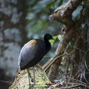 Grey-winged Trumpeter Psophia crepitans Amazon Rainforest Peru
