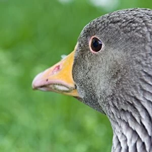 Greylag Goose Anser anser Cley Norfolk April