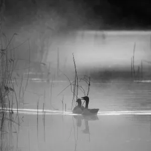 Greylag Goose Print in Black & White Greylag Goose Print in Black & White
