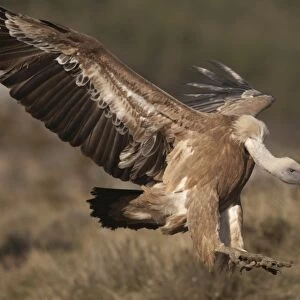 Griffon Vulture Gyps fulvus Catalonia Spain winter
