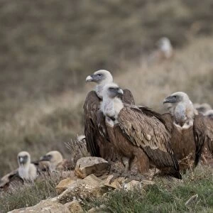 Griffon Vulture Gyps fulvus Catalonian Pyrenees Spain winter