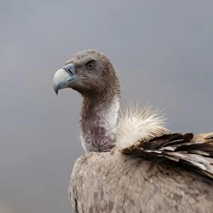 Griffon Vulture Gyps fulvus Spain winter