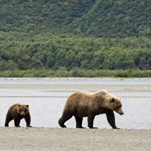 Grizzly Bear Ursos arctos with cubs Katmai Alaska July