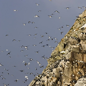 Guilemots Uria aalge returning to their nest ledges in early spring Hornoya Island