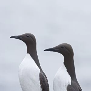 Guillemot Uria aalge pair at breeding colony Inner Farne Farne Islands Northumberland