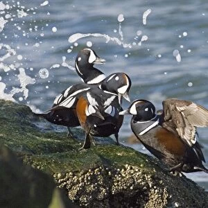 Harlequin Ducks Histrionicus histrionicus New Jersey USA winter