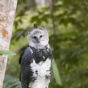 Harpy Eagle from Peregrine Fund re-introduction programme Panama
