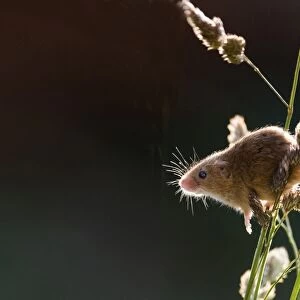 Harvest Mouse Micromys minutus baclit on grass stems Norfolk spring (wild - taken