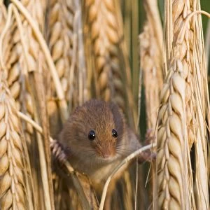 Harvest Mouse Micromys minutus on Barley Norfolk July