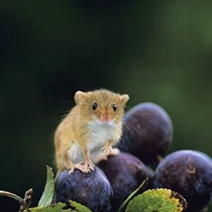 Harvest Mouse, Micromys minutus, on plums in autumn, UK