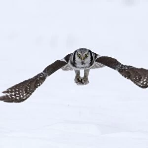 Hawk Owl Surnia ulula nr Vaala Finland March