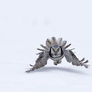 Hawk Owl Surnia ulula with vole Finland March