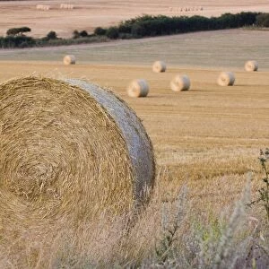 Hay bales on cut field Kelling Norfolk August