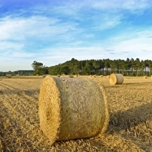Hay bales in field on a summers evening near Westleton Suffolk