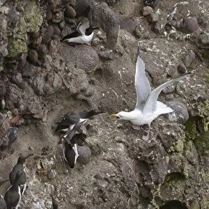 Herring Gull Larus argentatus attempting to take chick or egg from Common Guillemots