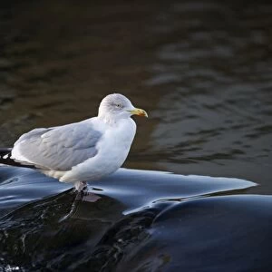 Herring Gull Larus argentatus Dumfries Scotland winter