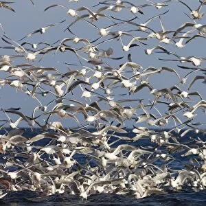 Herring Gulls Larus argentatus in feeding frenzy off the northern tip of Arctic Norway