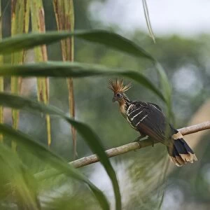 Hoatzin Opisthocomus hoazin Tambopata, Amazon Rainforest Peru