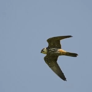 Hobby Falco subbuteo hunting over Lakenheath RSPB Reserve Suffolk / Norfolk